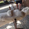 Řezbářské sympozium / woodart